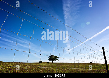 Vista attraverso il filo spinato sul singolo albero nel campo Foto Stock