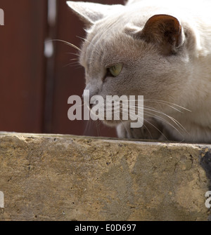 Ritratto di un corto pelo di gatto grigio su una parete. Foto Stock
