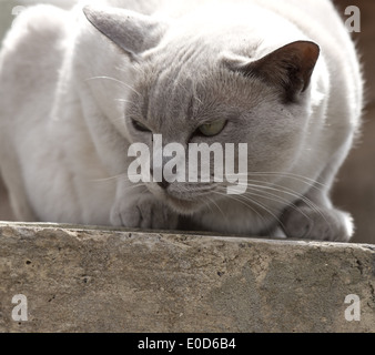 Shorthaired bianco / grigio cat cat scortese rannicchiato su una parete Foto Stock