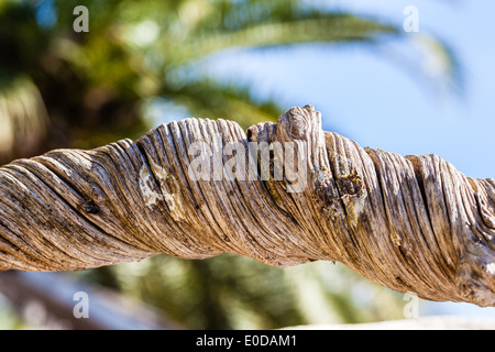Dettaglio di un molto ritorto e intricati tronco di albero Foto Stock