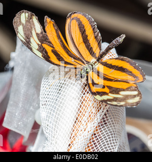 Il Ismenius Tiger o Tiger Heliconian (Heliconius ismenius) è una farfalla della famiglia Nymphalidae Foto Stock