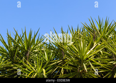 Yucca gigantea è una specie di Yucca che è nativo di Belize e Costa Rica Foto Stock