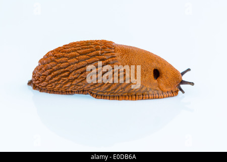 Uno slug si muove su uno sfondo bianco intorno a., Eine Nacktschnecke kriecht auf einem weissen Hintergrund umher. Foto Stock