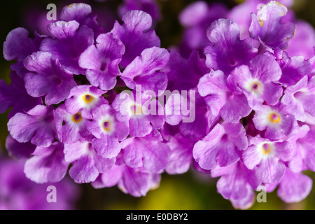 Lantana montevidensis è una specie di lantana conosciuto con molti nomi comuni, come trailing lantana e pianto lantana Foto Stock