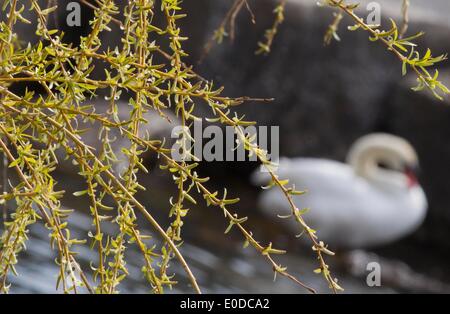 Toronto, Canada. 9 maggio 2014. Un cigno nuota passato i rami di salici a Toronto in Canada, 9 maggio 2014. © Zou Zheng/Xinhua/Alamy Live News Foto Stock