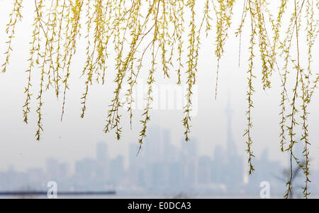 Toronto. 9 maggio 2014. Foto scattata il 9 Maggio 2014 mostra i rami di salici sventolando nella primavera del vento a Toronto in Canada. © Zou Zheng/Xinhua/Alamy Live News Foto Stock