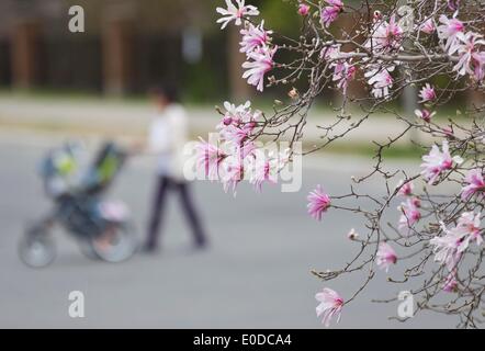 Toronto, Canada. 9 maggio 2014. Una donna spingendo la carrozzina passeggiate passato il fiore in primavera a Toronto, Canada, 9 maggio 2014. © Zou Zheng/Xinhua/Alamy Live News Foto Stock