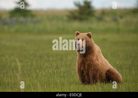 Un Alaska orso bruno seminare la seduta in una sedge campo d'erba. Il Parco Nazionale del Lago Clark Foto Stock