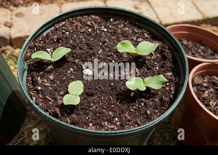 Le sementi di ortaggi a foglia cotiledone () Foto Stock