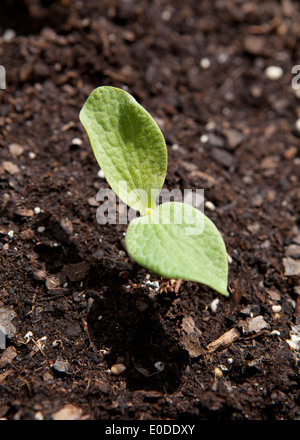 Le sementi di ortaggi a foglia cotiledone () Foto Stock