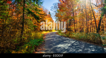 Strada d'autunno con lunghe ombre colorate in autunno foresta. Algonquin Provincial Park, Ontario, Canada. Foto Stock