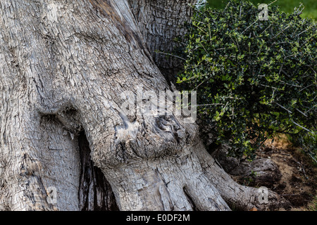 Un vecchio e intricati olivo in un giardino ornamentale Foto Stock