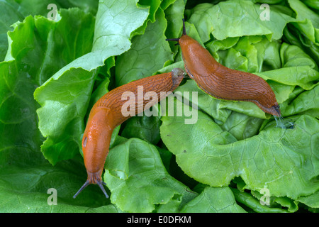 Uno slug in giardino mangia un foglio di insalata. Snail piaga del giardino, Eine Nacktschnecke im Garten frisst ein Salatblatt. Schneck Foto Stock