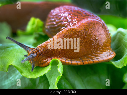 Uno slug in giardino mangia un foglio di insalata. Snail piaga del giardino, Eine Nacktschnecke im Garten frisst ein Salatblatt. Schneck Foto Stock