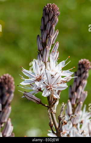 Asphodelus ramosus, noto anche come ramificato asfodeli, è una pianta perenne herb in ordine Asparagales. Foto Stock