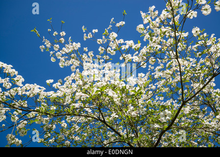 Cornus " Ormonde', Ormonde Sanguinello fioritura in primavera Foto Stock