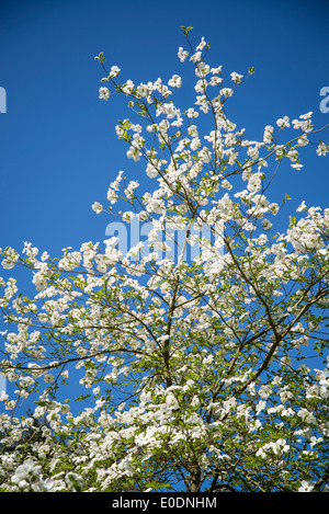 Cornus " Ormonde', Ormonde Sanguinello fioritura in primavera Foto Stock