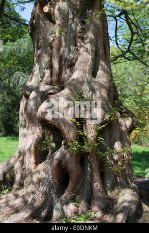 Metasequoia glyptostroboides, alba albero di sequoia, in via di estinzione conifera, nativo di Cina, Wisley giardino, Surrey, Inghilterra Foto Stock