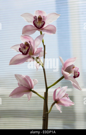 Cymbidium Orchid Loch Maree gx Foto Stock