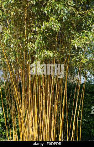 Bambù Phyllostachys aureosulcata f. spectabilis Foto Stock