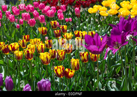 La visualizzazione di vari tulipani in RHS Garden, Wisley, Surrey, England, Regno Unito Foto Stock