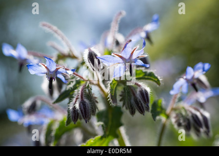 Borragine, starflower Foto Stock