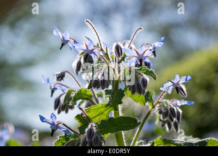 Borragine, starflower Foto Stock