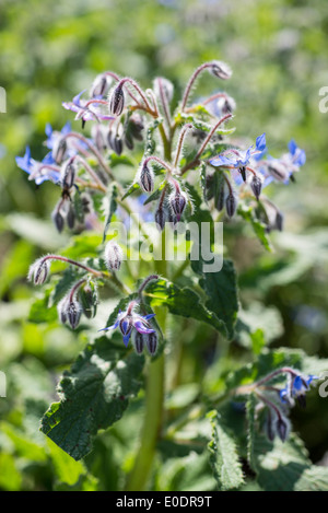 Borragine, starflower Foto Stock