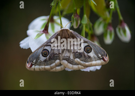 L'imperatore moth, Saturnia pavonia, femmina Foto Stock