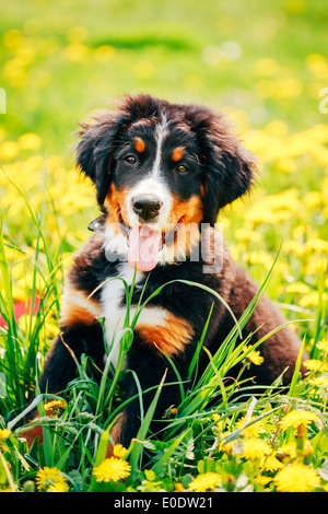 Bovaro del Bernese (Berner Sennenhund) Cucciolo seduto in erba verde per esterno Foto Stock