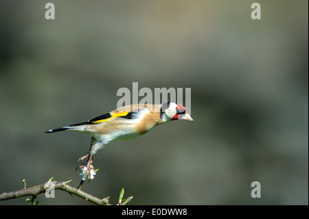 Cardellino,Carduelis carduelis decollare dal ramo Foto Stock