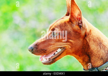 Close up Red Dog Pinscher in miniatura (Zwergpinscher, Min Pin) di testa su erba verde sullo sfondo Foto Stock