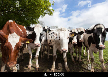 Fritchley, Derbyshire, Regno Unito Il 10 maggio 2014. Giovani bovini allevati per la carne bovina in una fattoria nel villaggio di Fritchley nel Derbyshire, Mark Richardson/Alamy Live News. Foto Stock