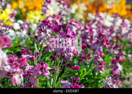 Erysimum cheiri 'Sunset viola' Foto Stock