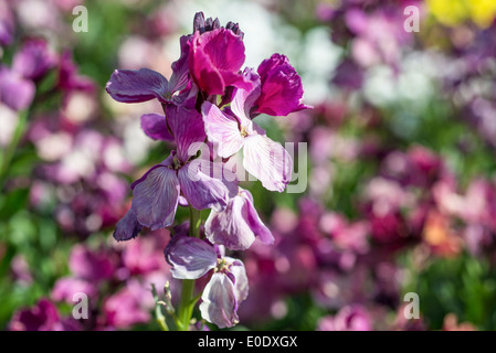 Erysimum cheiri 'Sunset viola' Foto Stock