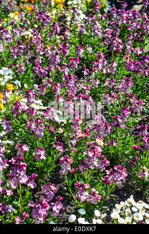 Erysimum cheiri 'Sunset viola' Foto Stock