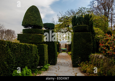 Topiaria da e il percorso, Plas Brodanw giardino, il Galles del Nord Foto Stock