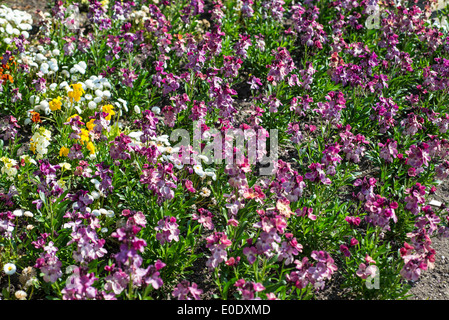 Erysimum cheiri 'Sunset viola' Foto Stock