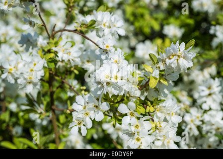 Pearl bush, Exochorda x macrantha " sposa " Foto Stock