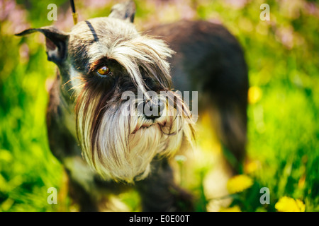 Piccola miniatura Schnauzer cane (Zwergschnauzer) seduto in erba verde all'aperto. Foto Stock