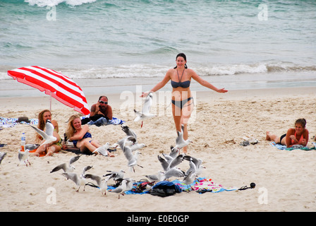 Gabbiani rubare i villeggianti' chips sulla spiaggia principale di Byron Bay, Nuovo Galles del Sud; Australia; Foto Stock