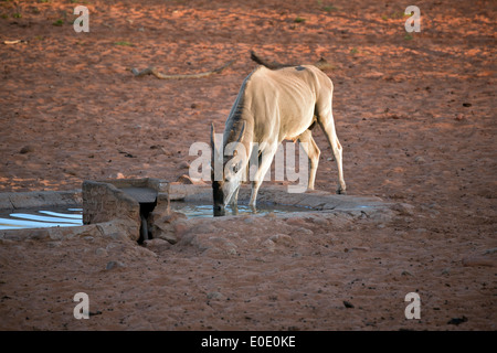 Cape eland Taurotragus oryx maschio adulto in Waterberg Plateau Park Namibia Foto Stock