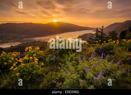 E lupino balsamroot a Rowena Crest, Oregon, con l'alba sul Columbia River Gorge. Foto Stock