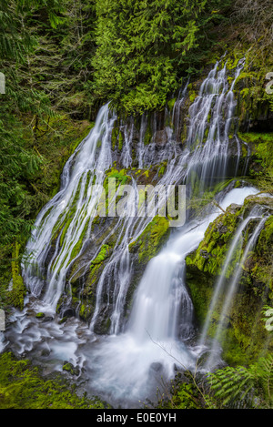 Panther Creek Falls, Gifford Pinchot National Forest, Washington. Foto Stock