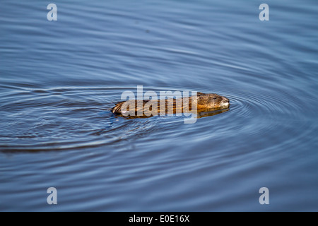 Topo muschiato (Ondatra zibethicus) nuotare in un blu acqua slough, Strathmore, Alberta, Canada Foto Stock