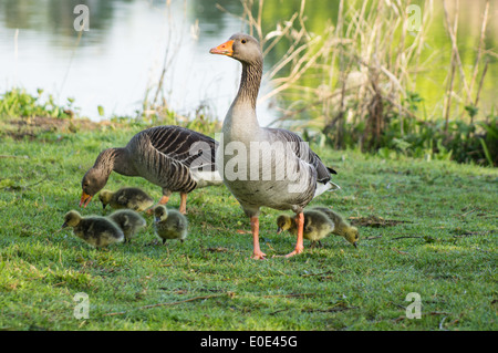 oca grigiollag, oche grigiollag con pulcini Foto Stock