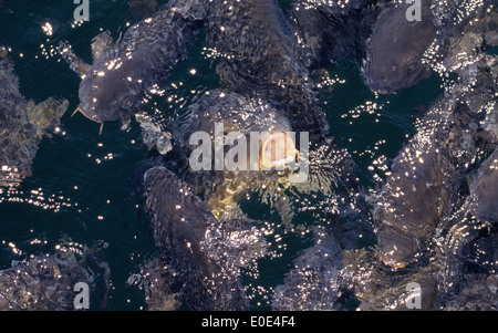 Uno di una scuola della carpa pesce affiora la sua bocca da sun-pezzata di acqua per un soffio di aria fresca al Lago Mead, il serbatoio più grande negli Stati Uniti. Foto Stock