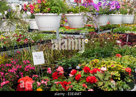 Annuari cresce in una serra. Foto Stock