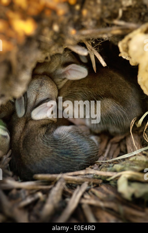 Conigli neonati coccolare nel foro. Foto Stock