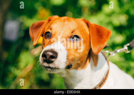 Cane jack russel terrier su erba verde prato all'aperto Foto Stock